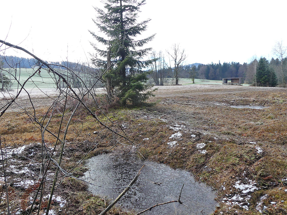 Zwei weitere Moore im Bregenzerwald renaturliert