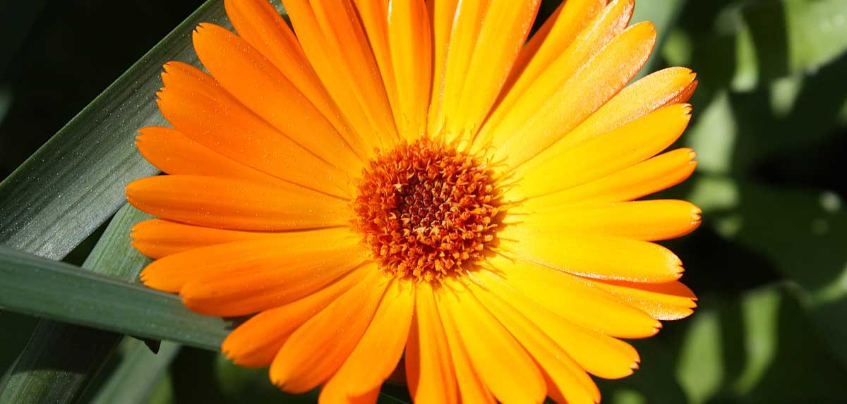 Die Ringelblume ist schon seit dem Mittelalter als Heilpflanze bekannt