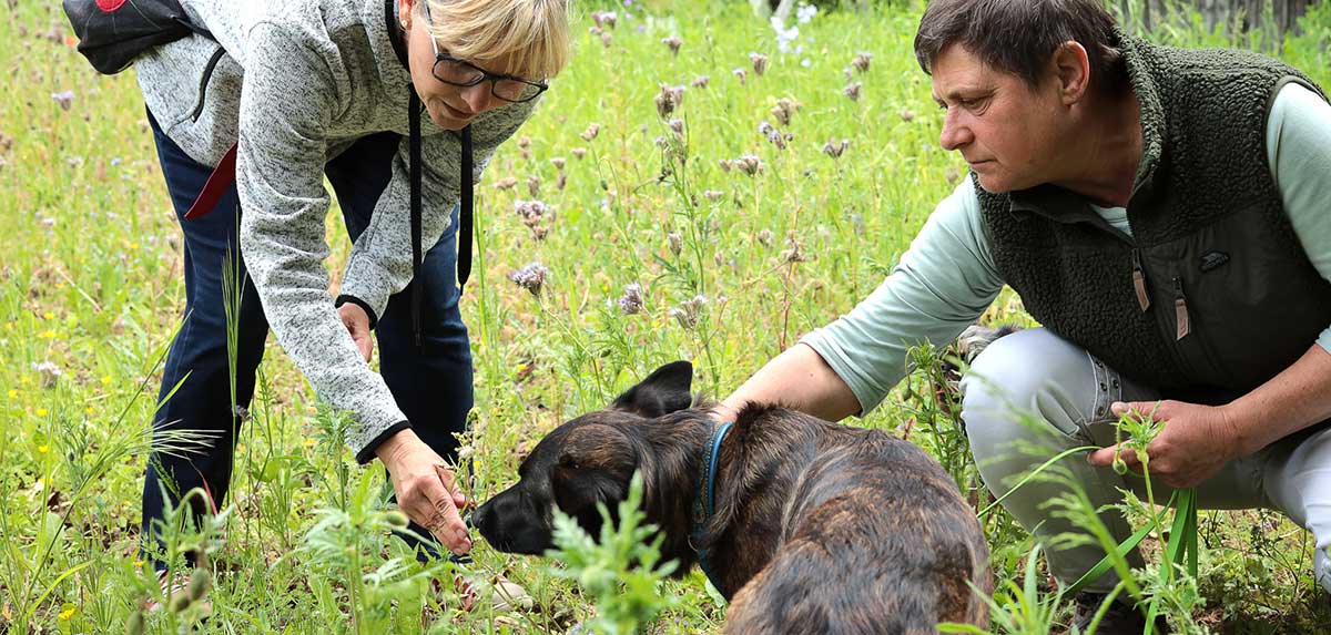 Hunde spüren giftige Pflanzen auf landwirtschaftlichen Feldern auf