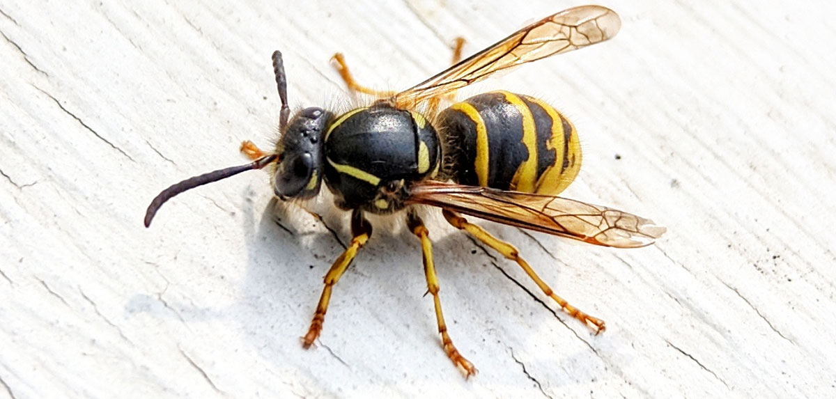 Erste Hilfe bei Insektenstichen kann Leben retten!