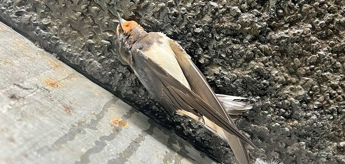 Tausende tote Schwalben in Österreich