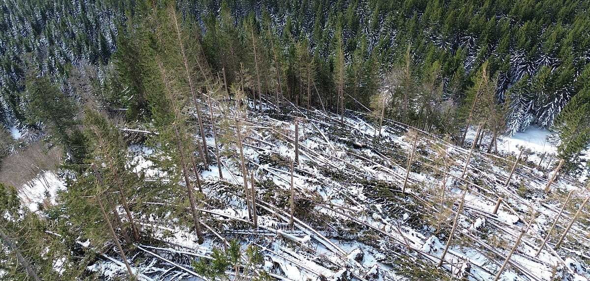 Stürmische Waldbilanz 2024 mit 1,5 Millionen Festmetern Schadholz