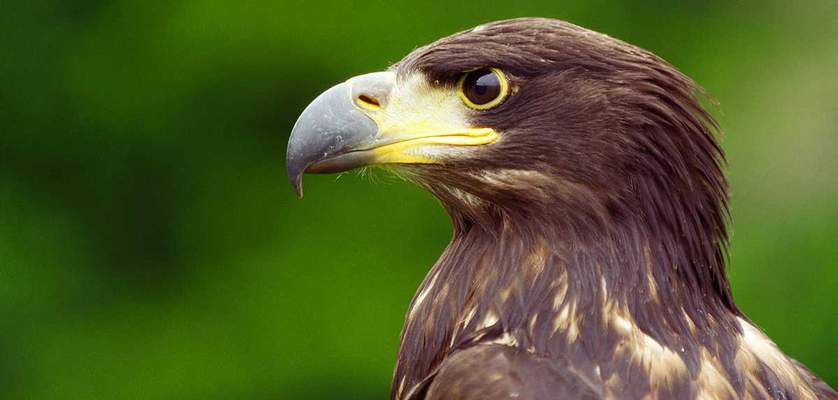 Seeadler: Österreichs Wappentier befindet sich im Aufwind