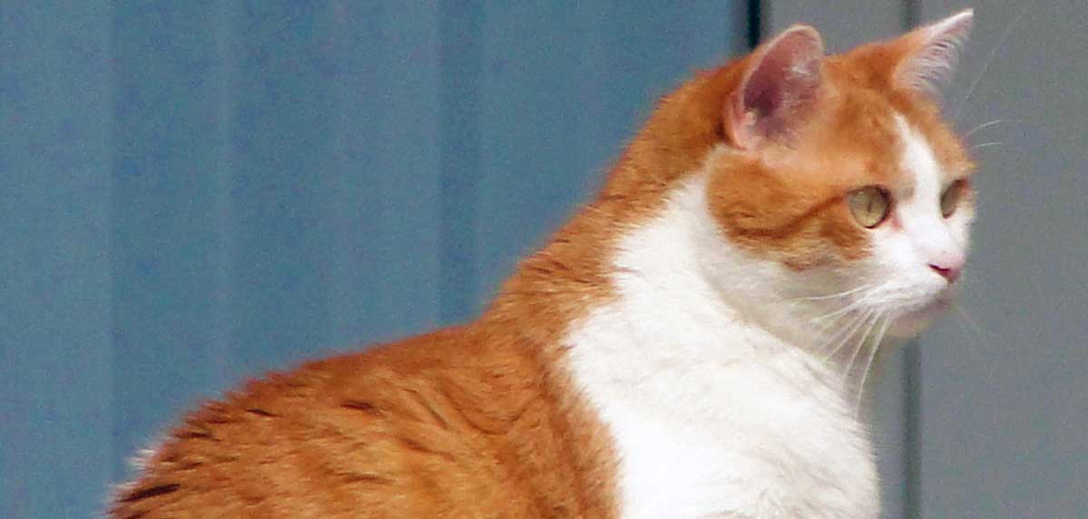 Über 30 Katzen in wenigen Tagen im TierQuarTier Wien aufgenommen – viele ausgesetzt, verletzt oder viel zu jung