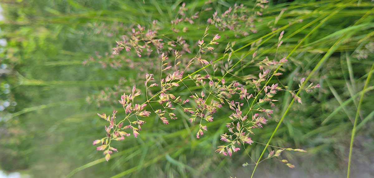 Pollensaison: Gräser bald in voller Blüte