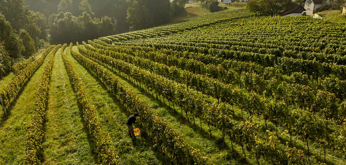 Bio-Wein: Erstmals ein Viertel der heimischen Weingärten biozertifiziert