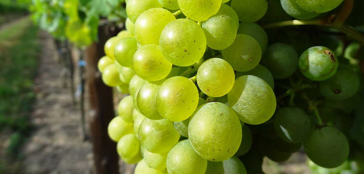 Alkoholfreier Wein: Unklarheiten bei Kennzeichnung und mäßiger Geschmack#