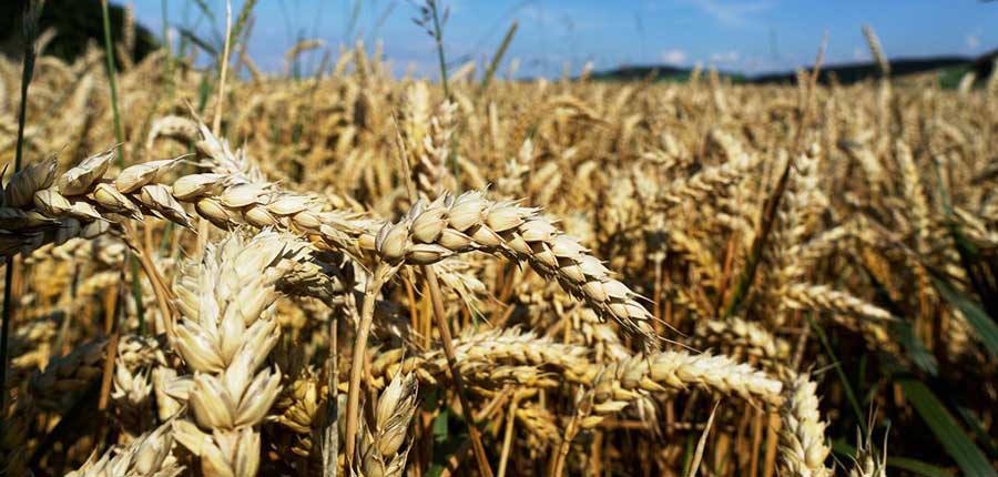 Vom Lebensmittelpreis kommen in der Landwirtschaft oft nur ein paar Cent an