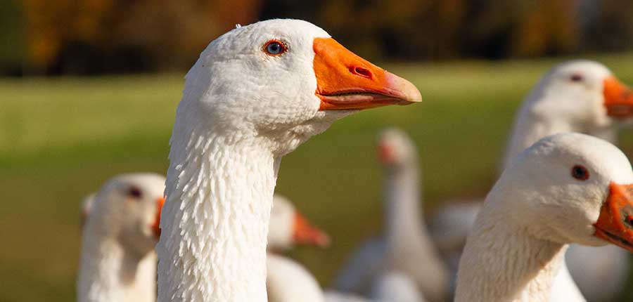 Martini: Nur etwa 20 bis 30 Prozent heimische Gänse in der Gastronomie