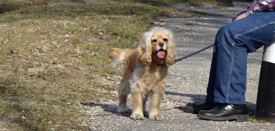 Gebührenlawine der SPÖ-Neos-Stadtregierung trifft vor allem ältere Menschen