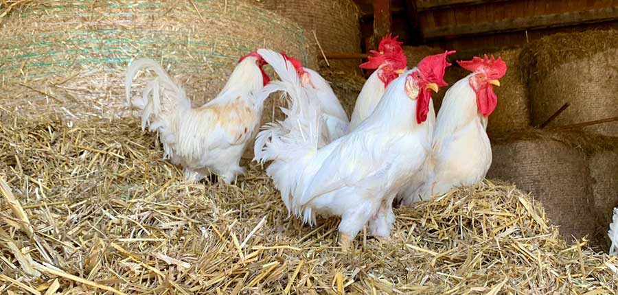 Pfotenhilfe: Neues Jahr beginnt mit Welle an Tierabgaben