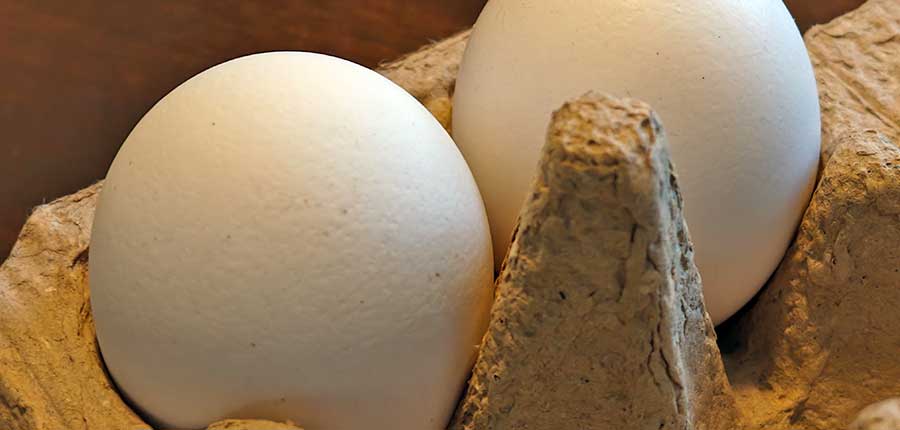 Eier aus Drittstaaten: Das hat es mit ukrainischen Importen auf sich